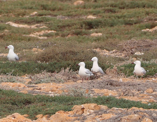 Silver Gull