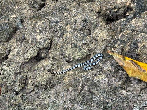 Dwarf Sea Krait, Laticauda frontalis