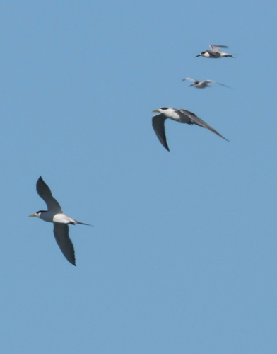 Great Crested Tern