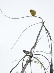 Sporophila peruviana