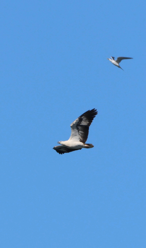 White-bellied Sea-Eagle