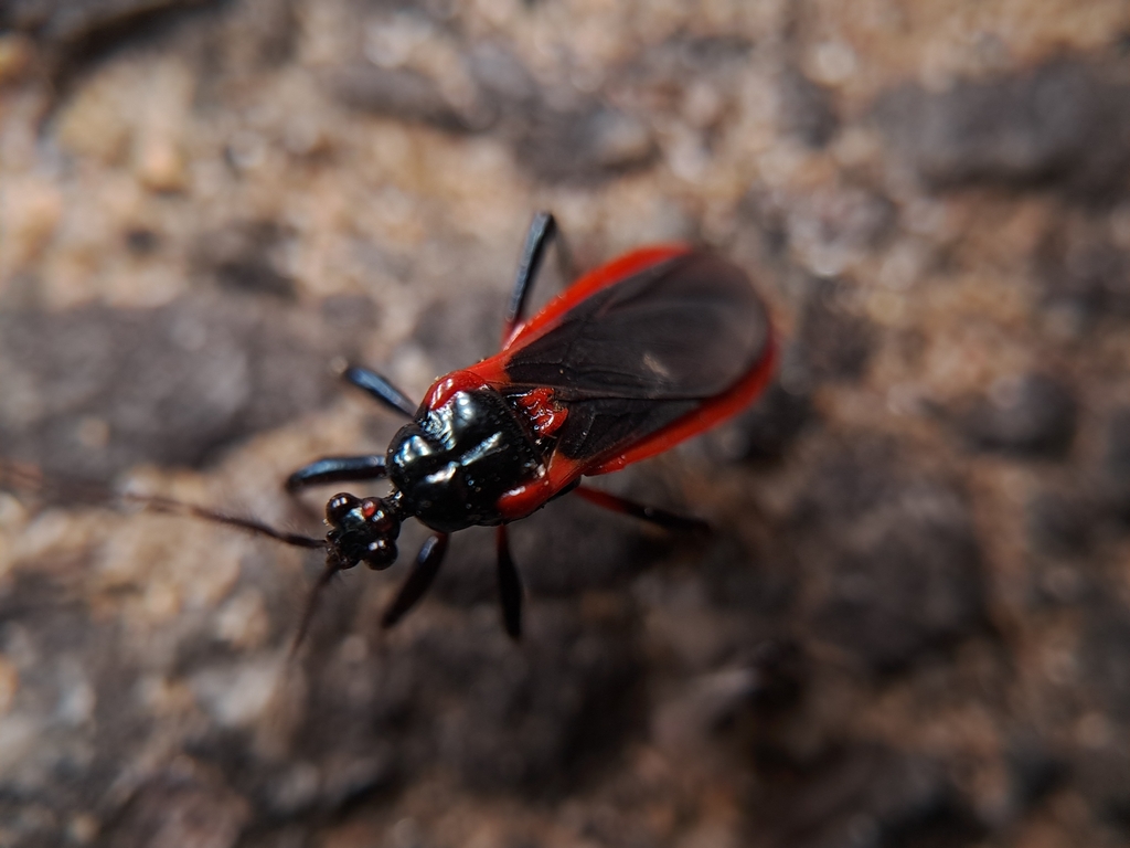 Ectrychotes dispar