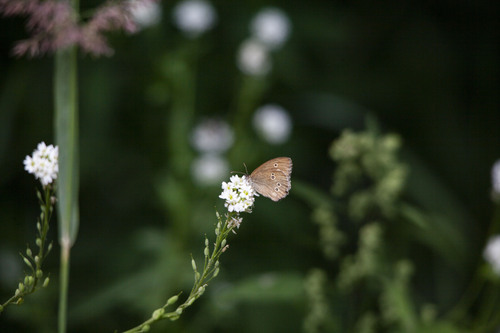 Ringlet
