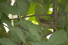 Turdus maculirostris