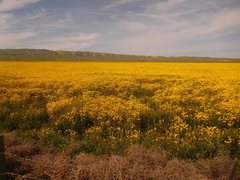 Monolopia lanceolata