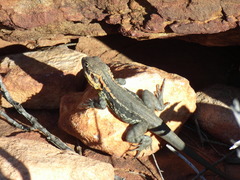 Ctenophorus modestus