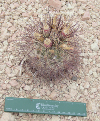 Sclerocactus polyancistrus