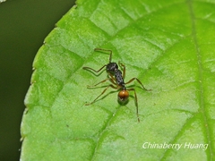 Myrmica pulchella