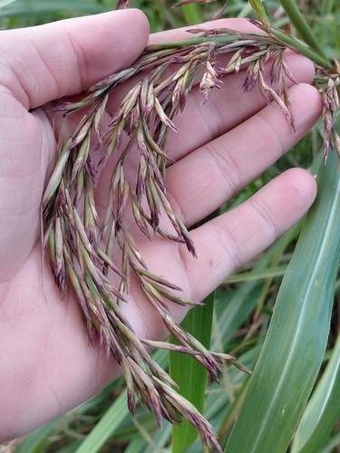 Cymbopogon nardus observed 2026-07-16