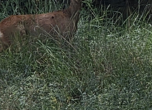 Western Roe Deer