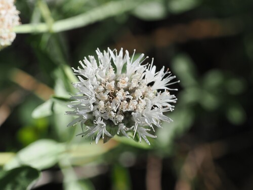 iNaturalist observation photo of Monardella ovata pallida