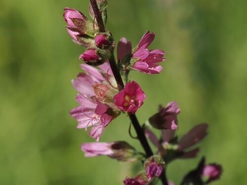 iNaturalist observation photo of Oregon Checker-mallow