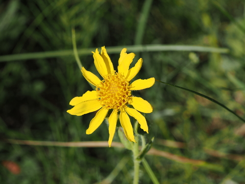iNaturalist observation photo of chamisso arnica