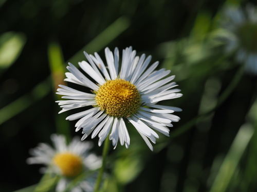 iNaturalist observation photo of Coulter's fleabane