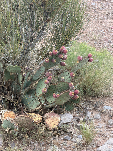 Opuntia macrocentra, photograph 4
