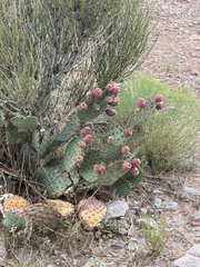 Opuntia macrocentra, photograph (c) CK2AZ, some rights reserved (CC BY)