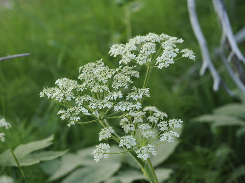 iNaturalist observation photo of common cowparsnip
