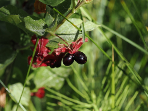 iNaturalist observation photo of twinberry honeysuckle