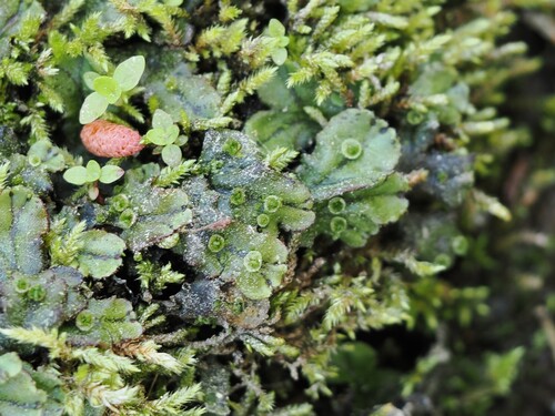 iNaturalist observation photo of Common Liverwort