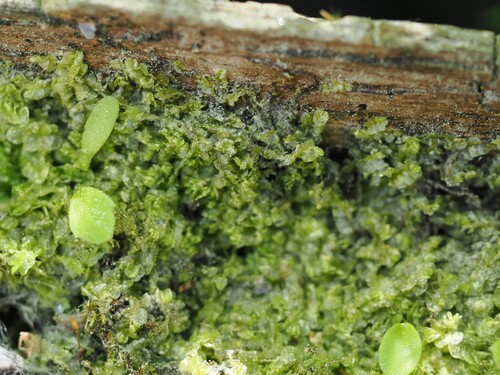 iNaturalist observation photo of leafy and simple thalloid liverworts