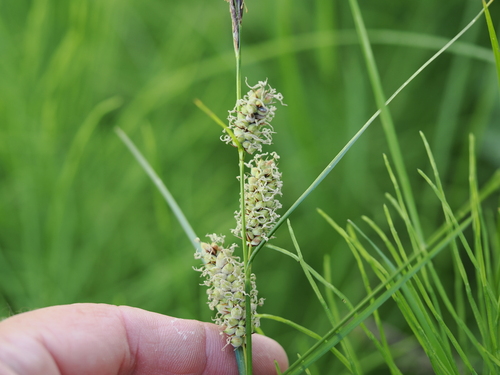 iNaturalist observation photo of woolly sedge
