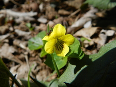 Viola pubescens