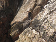 Leucocarbo bougainvillii
