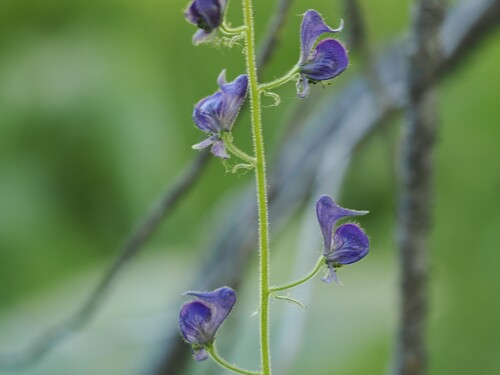 iNaturalist observation photo of Columbian Monkshood