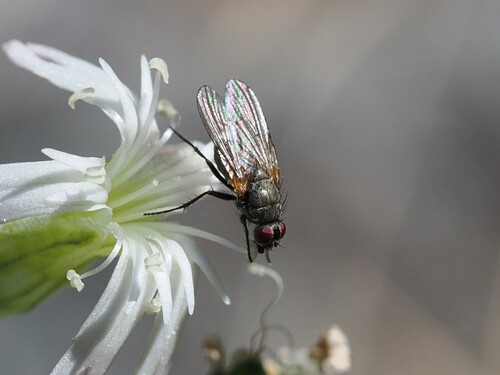 iNaturalist observation photo of Muscoid Flies