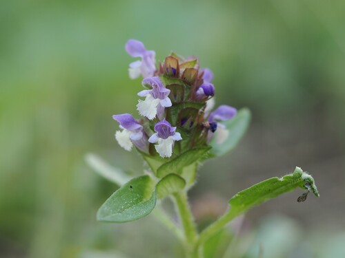 iNaturalist observation photo of common selfheal