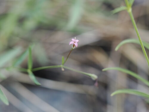 iNaturalist observation photo of milk kelloggia