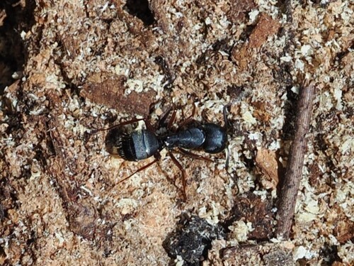 iNaturalist observation photo of Western Black Carpenter Ant