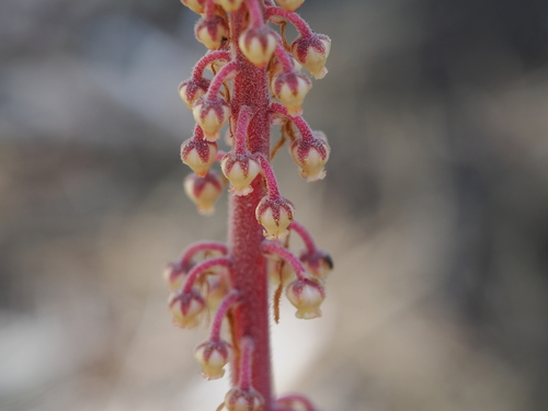 iNaturalist observation photo of woodland pinedrops