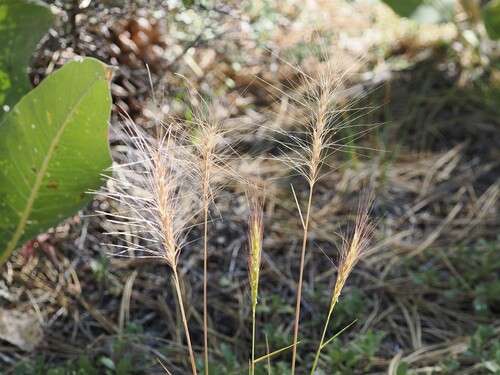 iNaturalist observation photo of Squirreltail