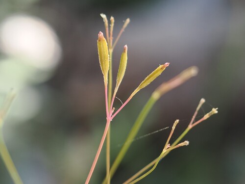 iNaturalist observation photo of sweet cicelies