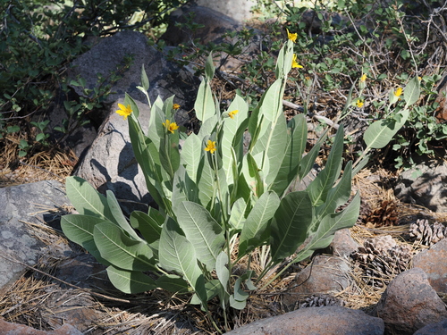 iNaturalist observation photo of woolly mule's ears
