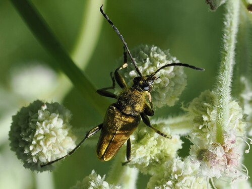 iNaturalist observation photo of Yellow Velvet Beetle