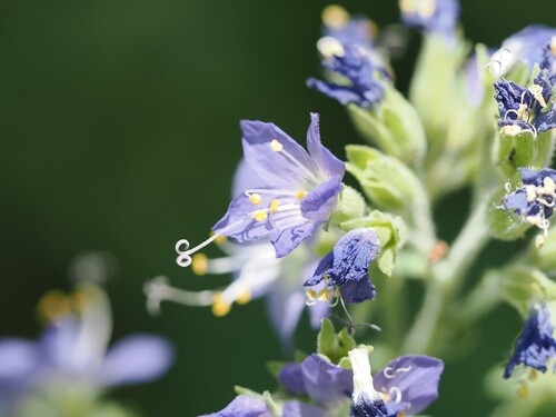 iNaturalist observation photo of western Jacob's ladder
