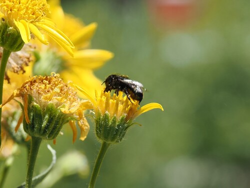 iNaturalist observation photo of Osmia montana