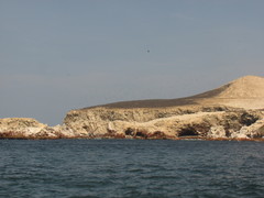 Leucocarbo bougainvillii