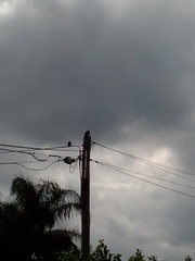 Streptopelia chinensis