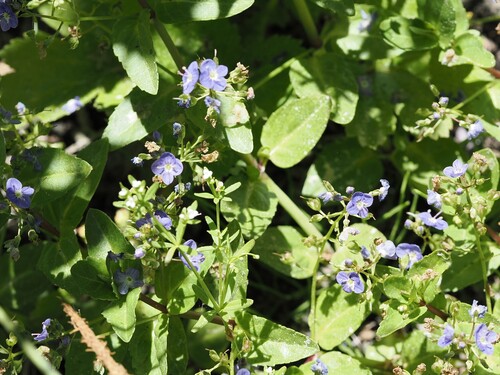 iNaturalist observation photo of American brooklime