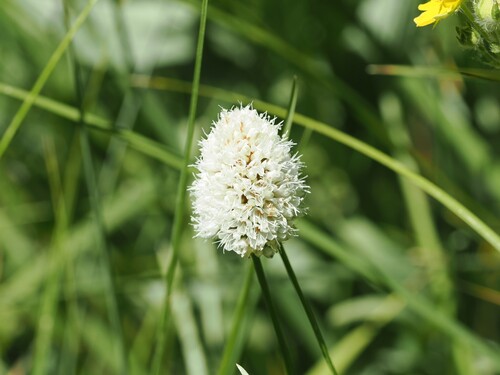 iNaturalist observation photo of American bistort