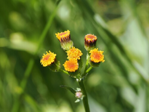 iNaturalist observation photo of alpine groundsel
