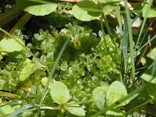 iNaturalist observation photo of Marsh Thyme-moss