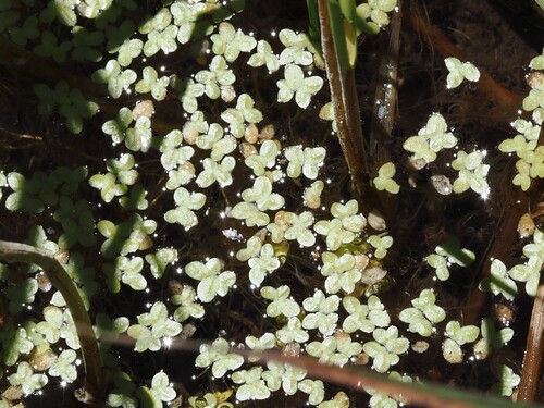 iNaturalist observation photo of Duckweeds
