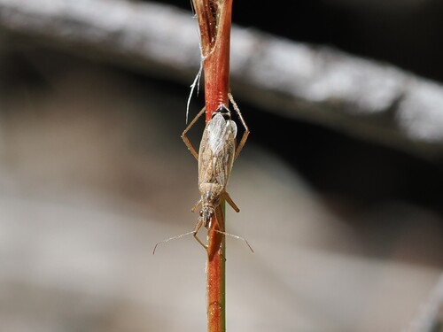 iNaturalist observation photo of Nabis