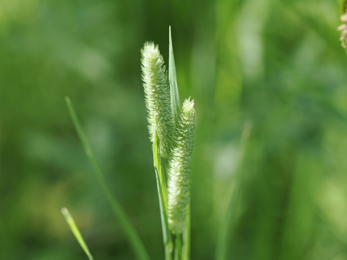 iNaturalist observation photo of Timothies