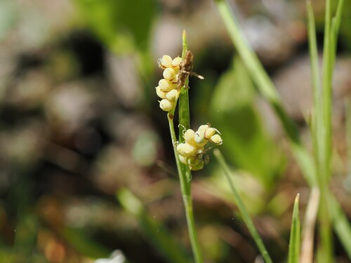 iNaturalist observation photo of golden sedge