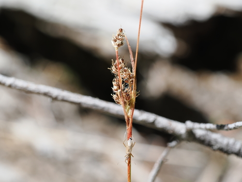 iNaturalist observation photo of woodrushes